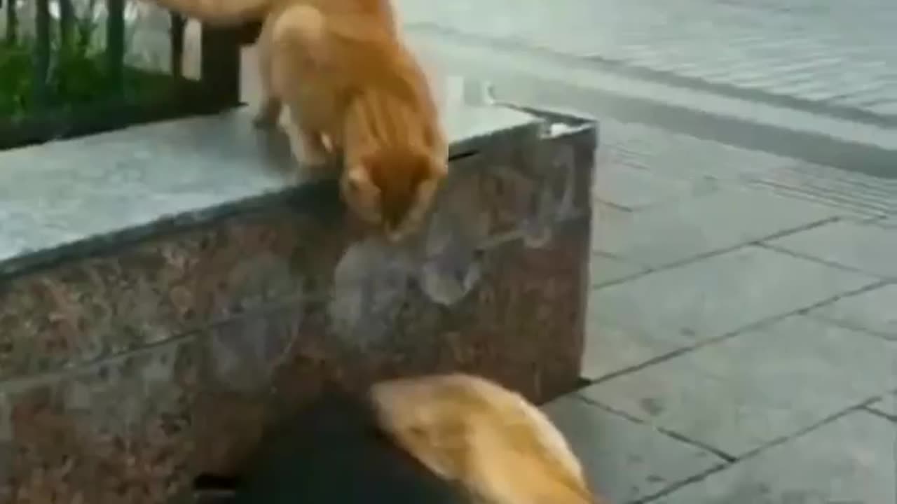 cat being cat part #4