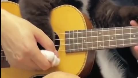 Cat Guitar