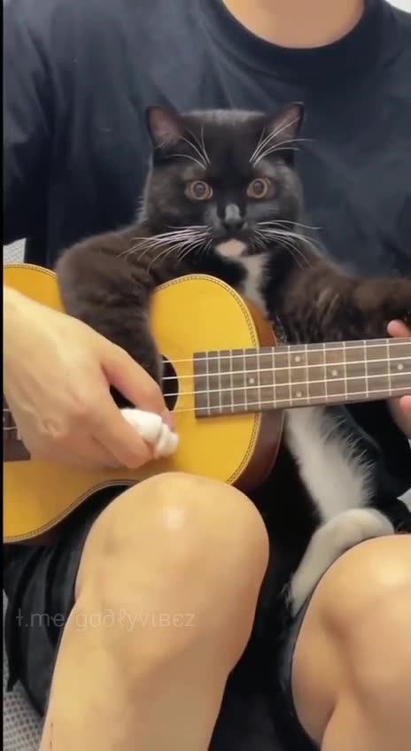 Cat Guitar
