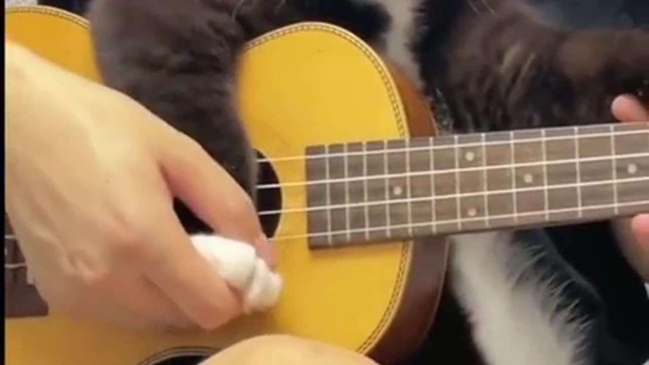 Cat Guitar