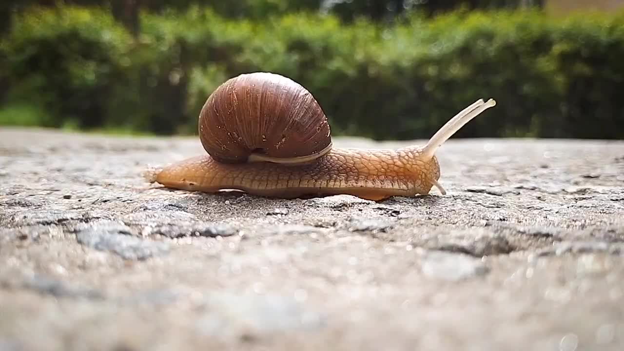 slow crawling snail