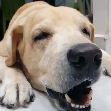 Dog licking nose slow motion video is cuteness overload
