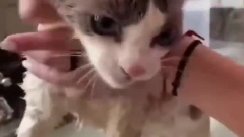 Watch These Disgruntled Cats Get the Most Unusual Beauty Treatment!