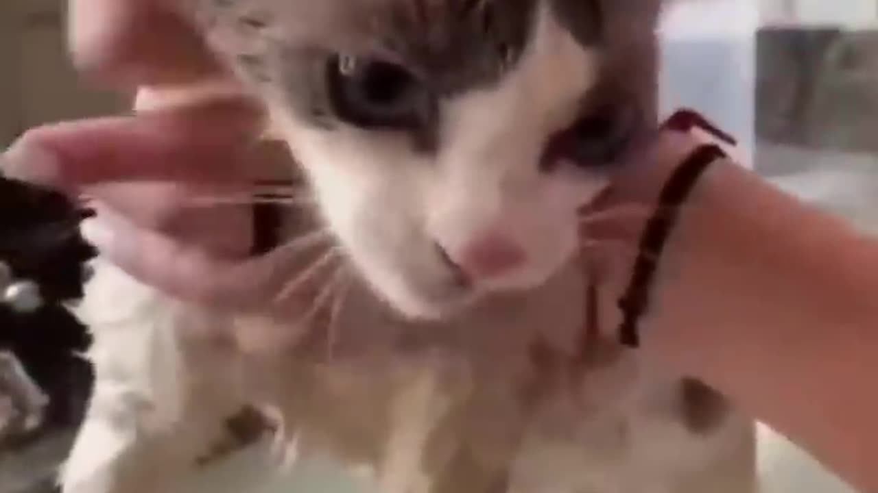 Watch These Disgruntled Cats Get the Most Unusual Beauty Treatment!