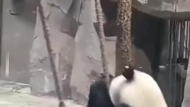 Panda swing.