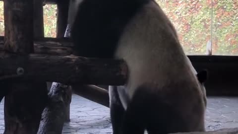 The giant panda