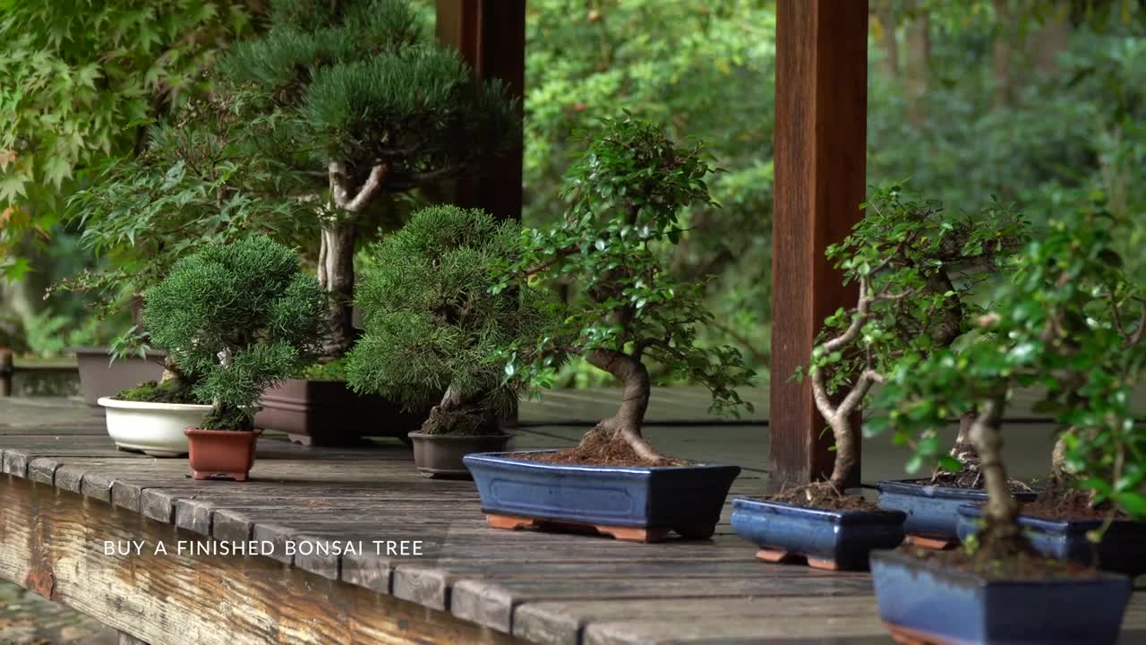 Beginning with Bonsai