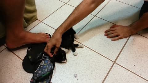 How to Put a Kitten to Sleep