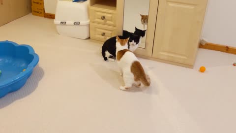 Cat Fight