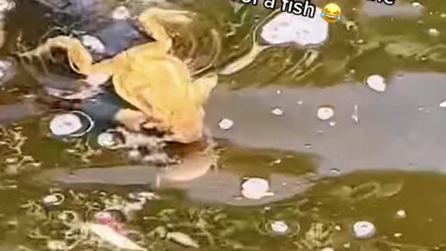 Frog catches a ride on the back of a fish