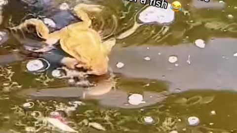 Frog catches a ride on the back of a fish