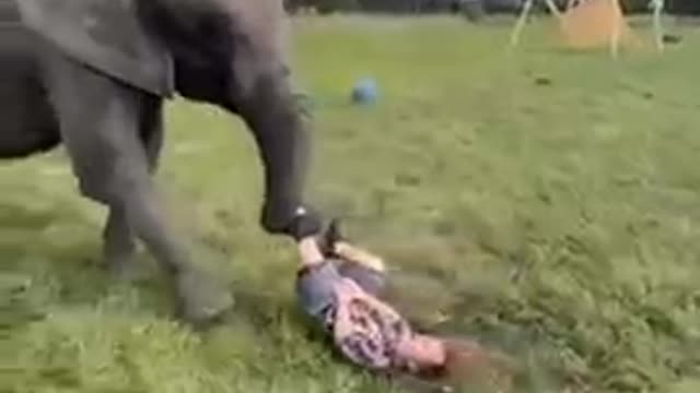 Elephant funny moment with boy😂😂😂