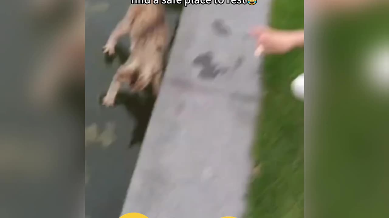 Funniest cat ☺️☺️☺️☺️