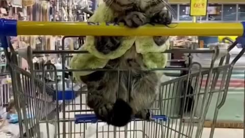 cute animals/cute cat