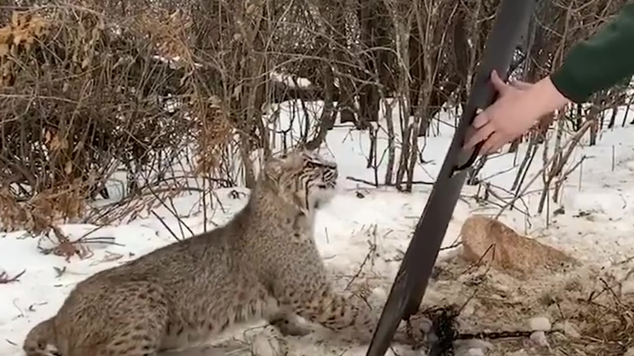 THIS WOMAN TRIES TO SAVE THIS TIGER ! But finally...😱