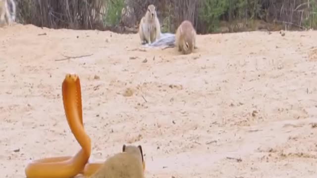 COBRA BULLIED BY SQUIRRELS & MONGOOSE