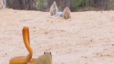 COBRA BULLIED BY SQUIRRELS & MONGOOSE