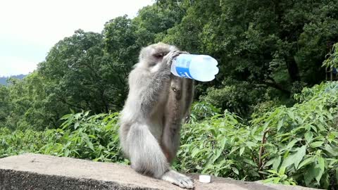 monkey drinking