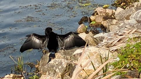 Anhinga drying off by stretching wings in sunlight | Lake Tohopekaliga, Florida, 2.29.24