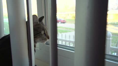 Cat dreaming about being outside looking out window