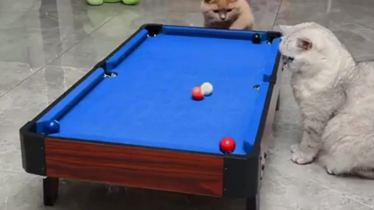 Funny Animal #funnyanimals#funnyvideo #animals #funnyshorts