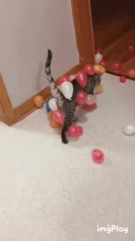 Cute Cat Gif 🥰💗🐈