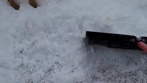 164 Shoveling Snow with a puppy