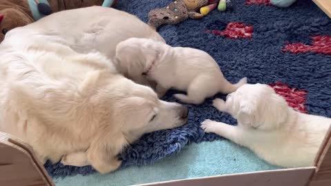 Golden Retriever puppies growing up