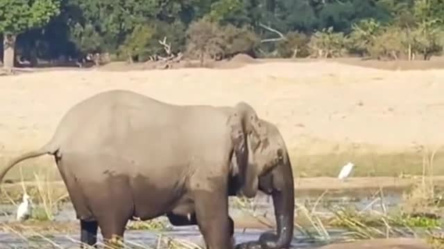 😂😂Wild Animals