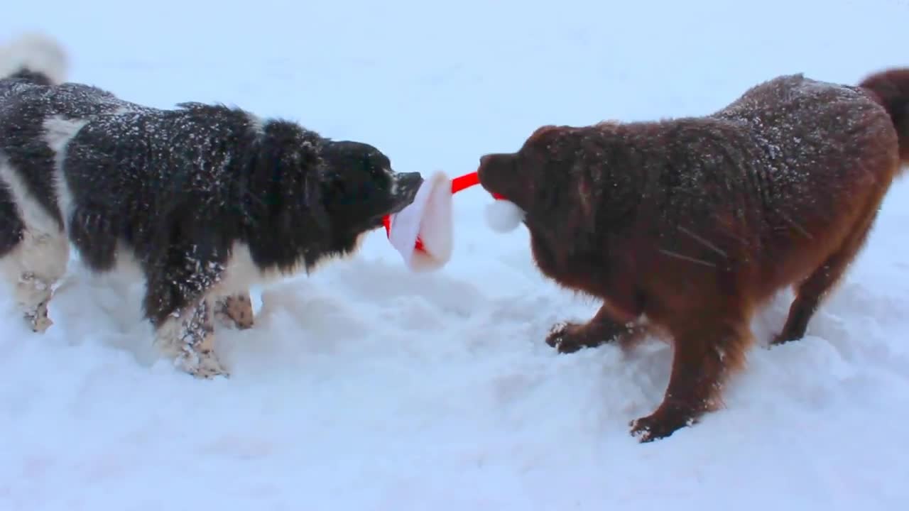 Giant dogs play tug-of-war with Santa's hat