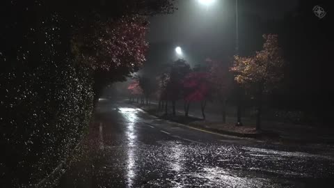 The soft sound of rain falling on a quiet road outside, white noise perfect for overcoming insomnia