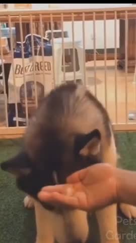 My Dog Is Anegre /short /shorts /cute_animals