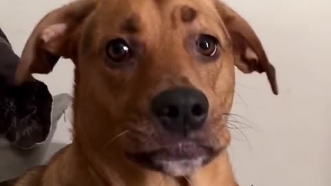 Dog Adorably Replies to Owner When She Says I love You to Them