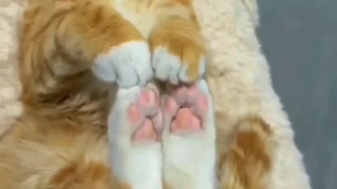 Compilation funny cats