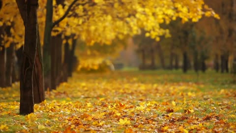 Beautiful view of falling leafs.