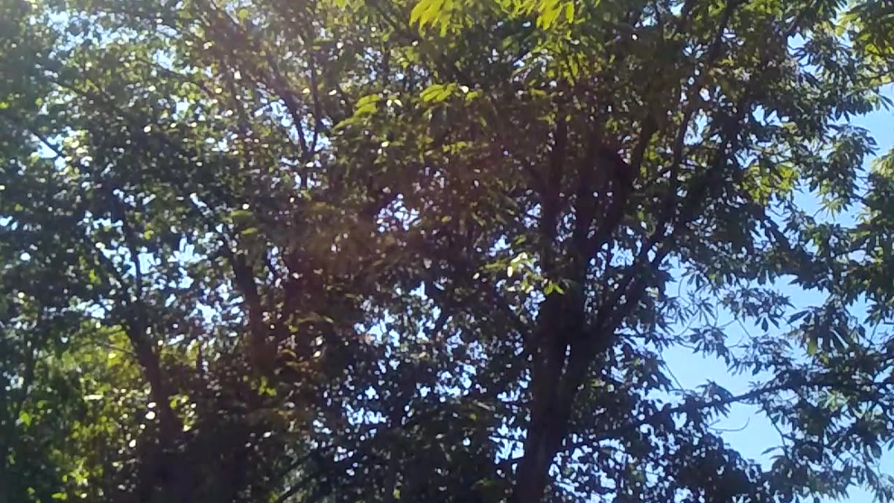 A crow is sitting on tree and calling other friends crows