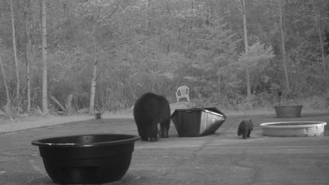 Mama Bear Shows Cub Basketball Court