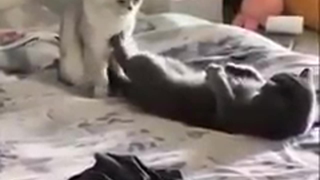 My Funny Cats 2023 |