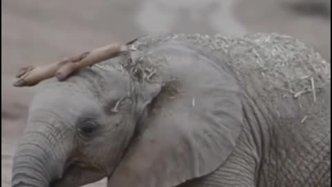 Why is there a piece of wood on the head of this baby elephant?