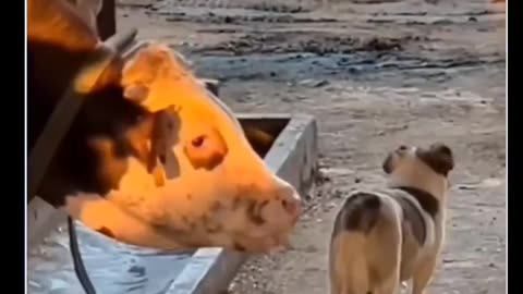 Funny animals video