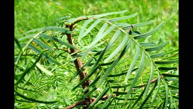 Peaceful Mood Usha Dawn Redwood June 2020