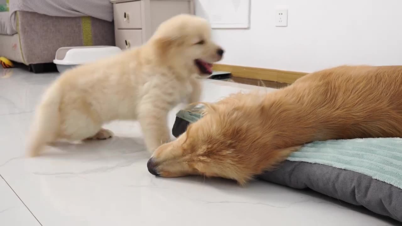 Golden Retriever Startled By Pups Taking His Bed