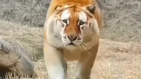 The Golden Tiger