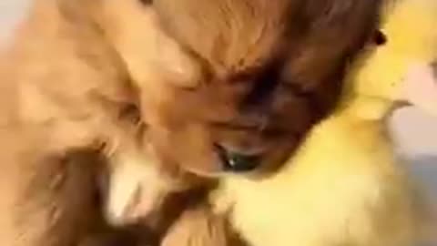 Pets friendship and great fun #shorts #viral #shortsvideo #video