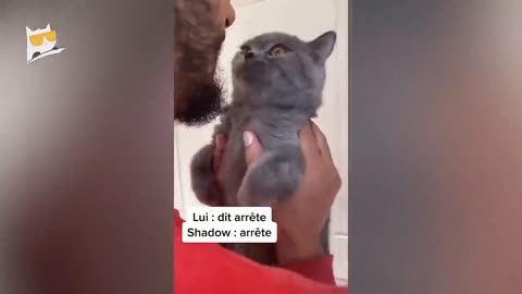 Animals funny best moments
