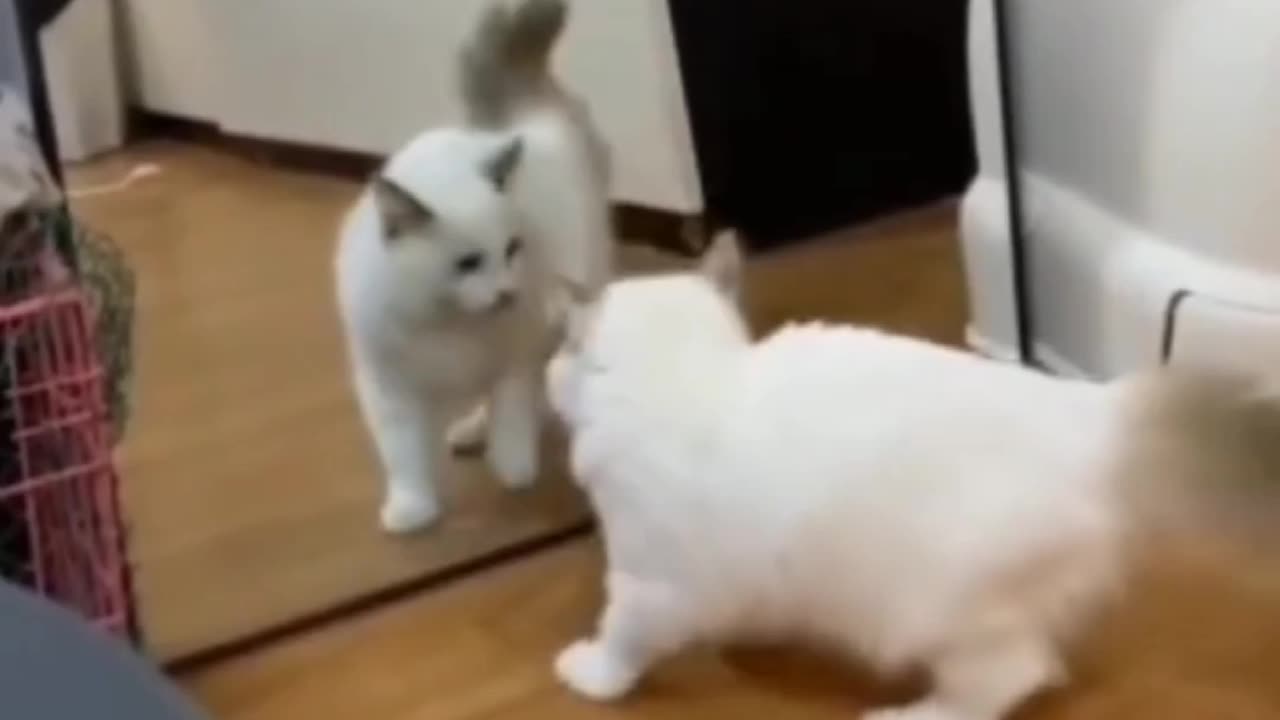 baby cats - cute and funny baby cat videos Part 2