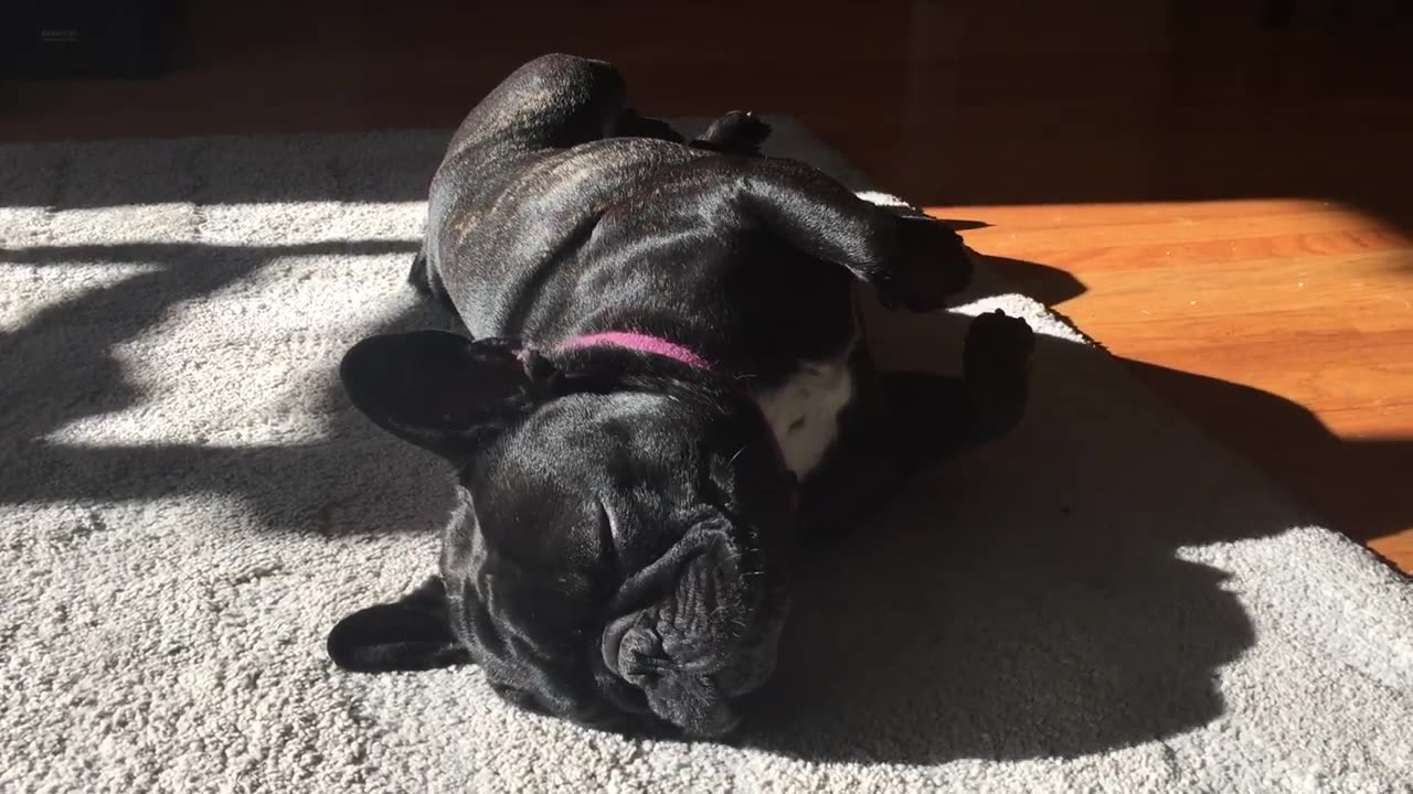 Cosmo the Farting Grunting French Bulldog