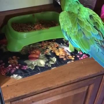 Sam the macaw throws cat food
