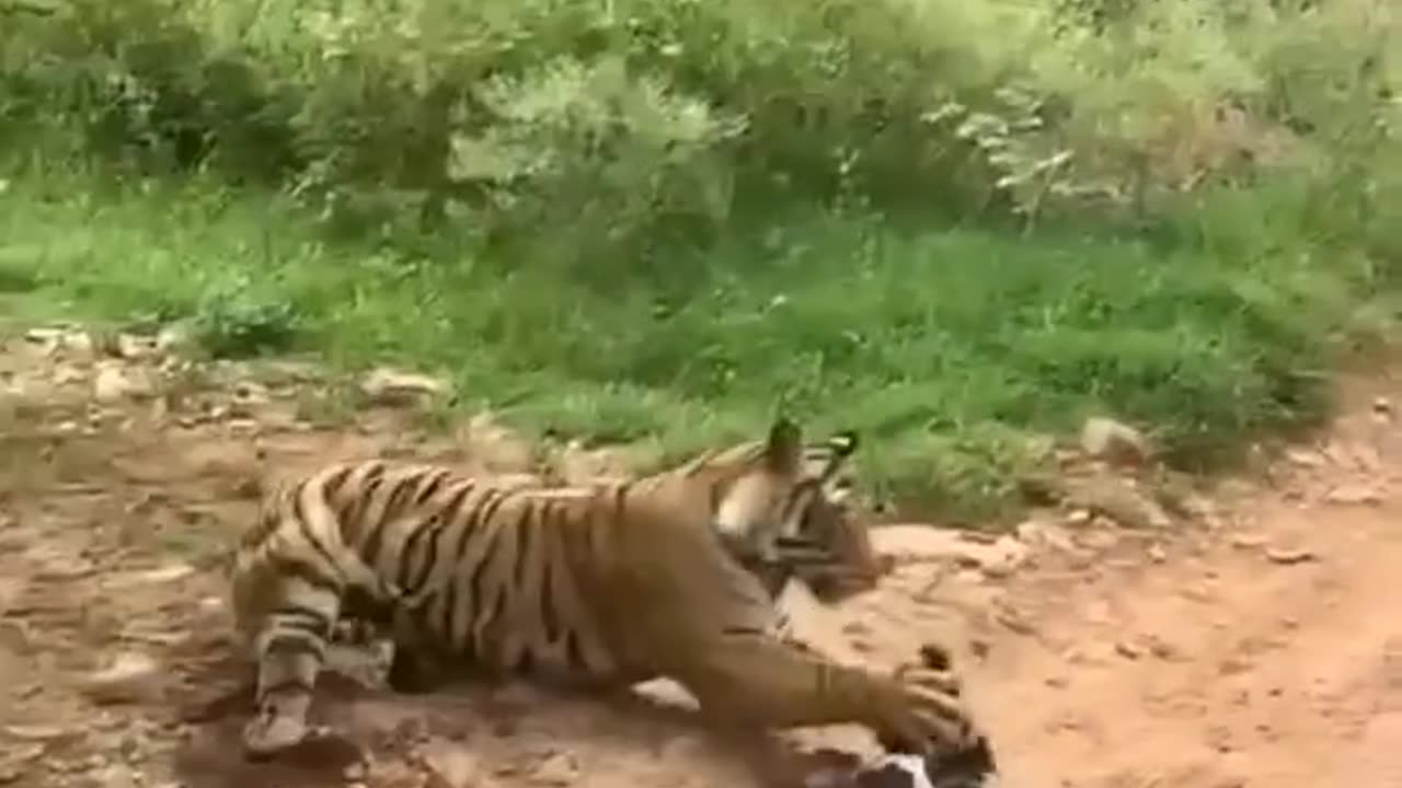 tiger attacked Dog. Lazy Dog walked toward Tiger