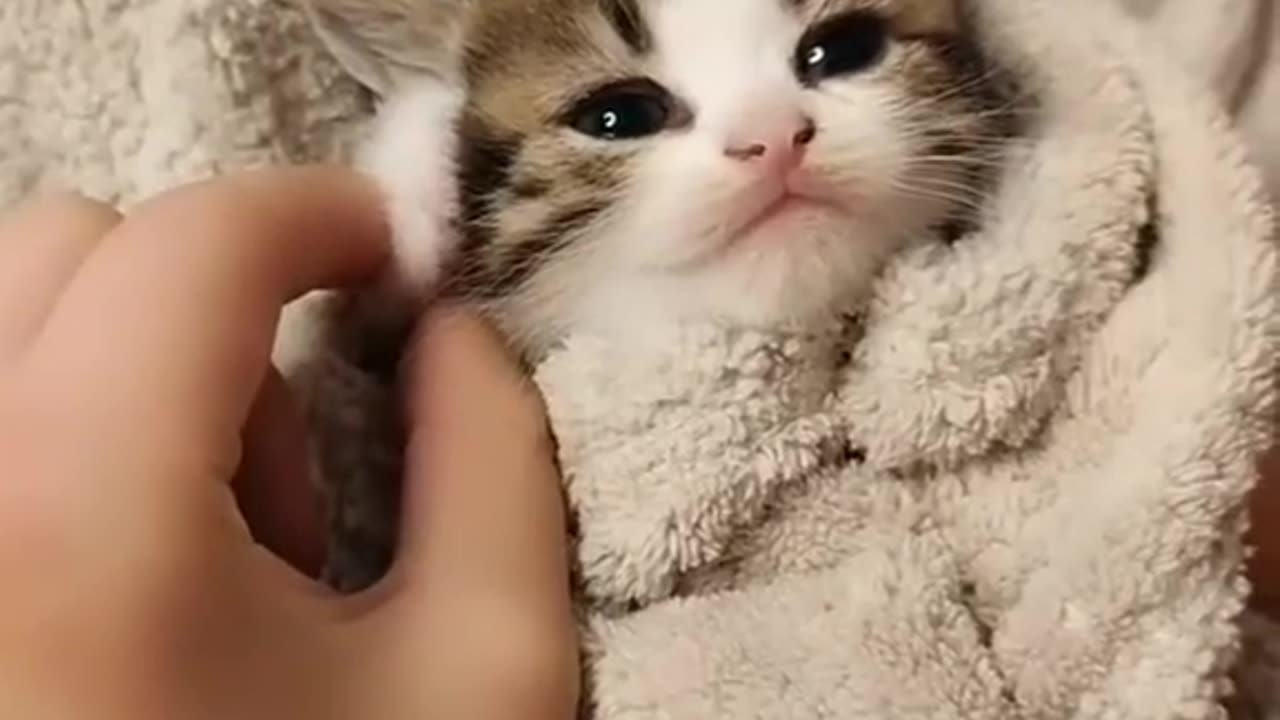 Funny baby cats cut baby cat